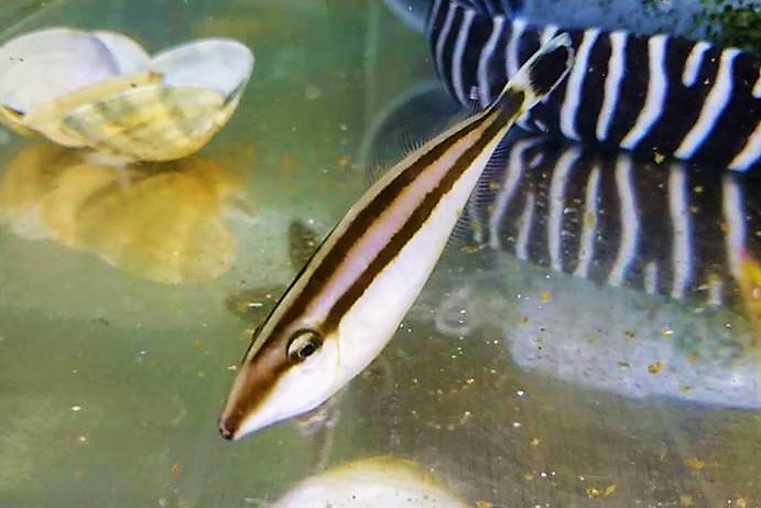 ※レア　ハナツノハギ幼魚　【仕入れ個体】　※8センチ程度　※7/28入荷　※3匹までＳ梱包　※各種人工飼料OK