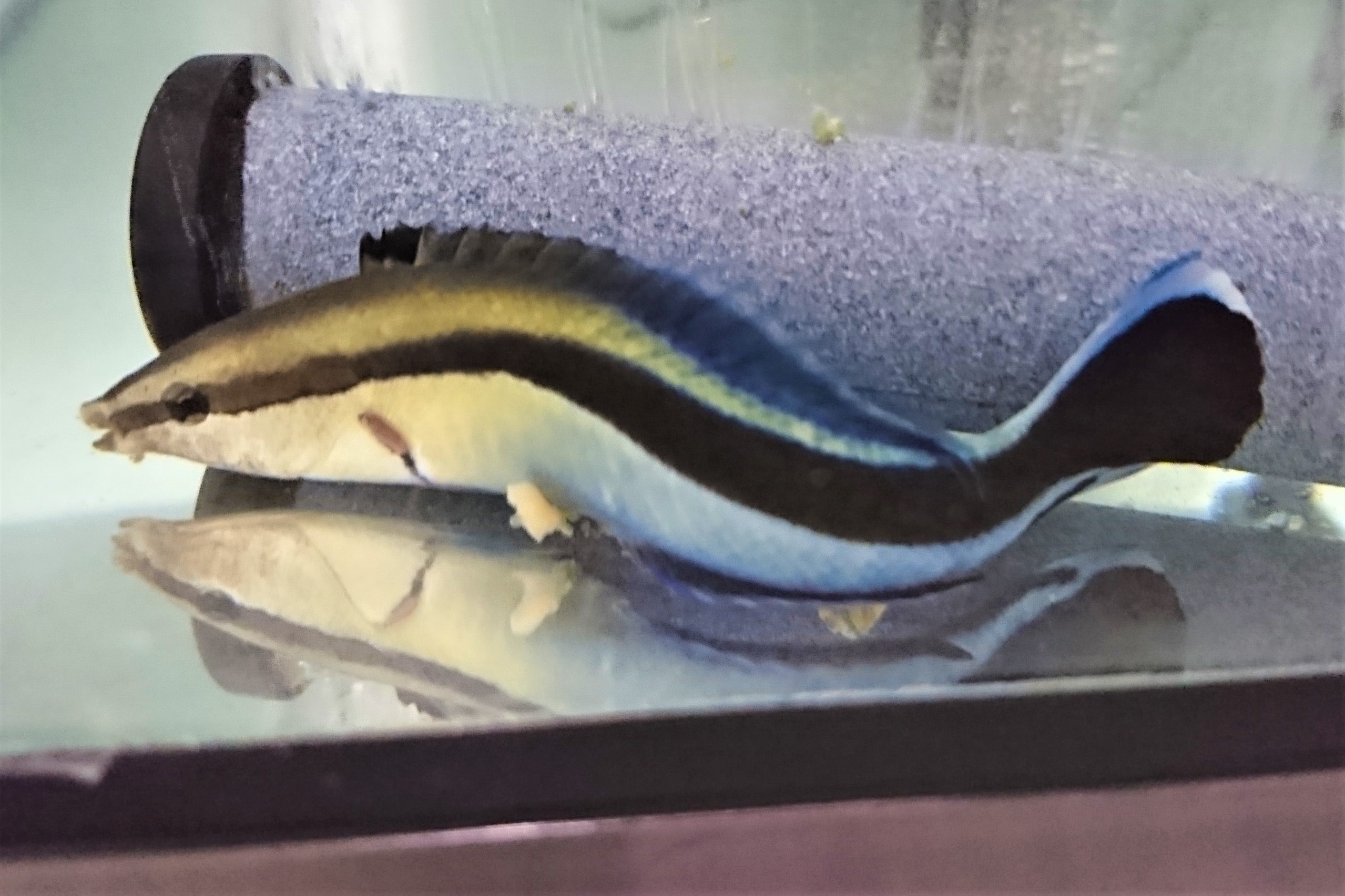ホンソメワケベラ大【近海ハンドコート】　※10センチ程度　※6/20入荷　粒餌、フレーク人工飼料良く食べます
