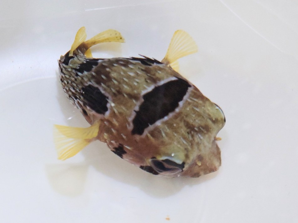 ヒトヅラハリセンボン　【ケニア産】　17センチ程度　※1/30入荷