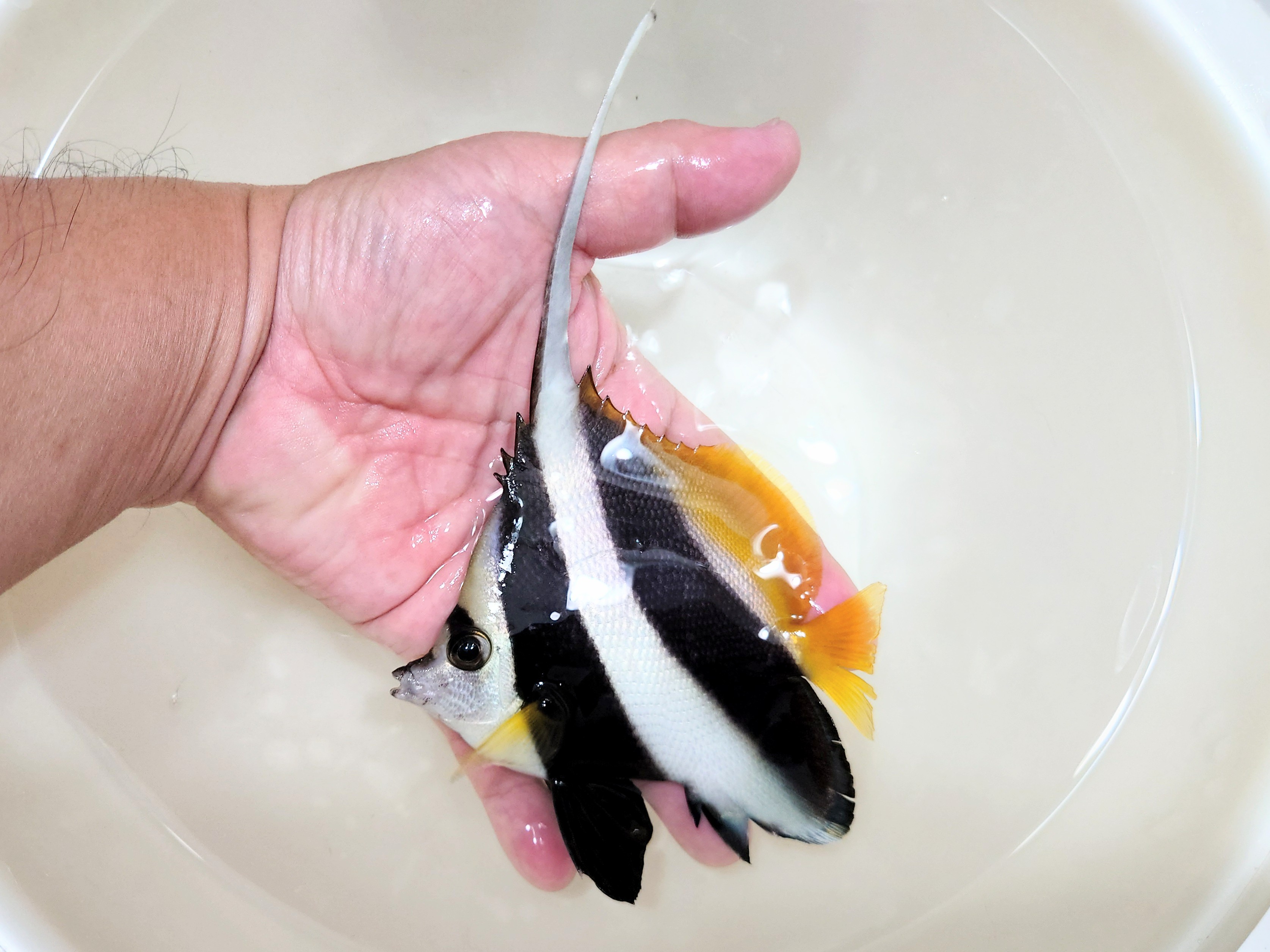 SOLDOUT　ハタタテダイ大き目【天草ハンドコート】　12センチ程度　※10/30採取