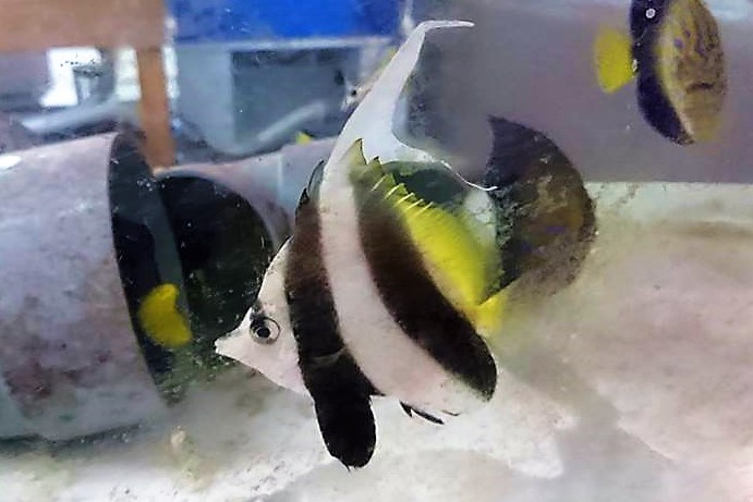 ハタタテダイ【ツインバナー（2本旗）】　屋久島ハンドコート　※5センチ　※8月採取、11/24出品　※粒餌OK