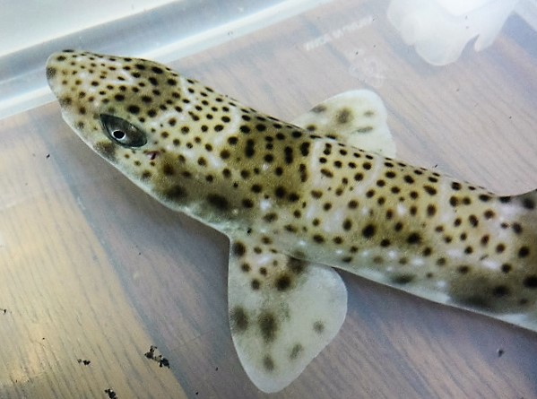 ※激レア　ヒョウザメ　【沖縄深海産仕入れ個体】※４５センチ程度　※丈夫なメスです　※生エビ、生魚切り身食べています ※3/20入荷※売約済