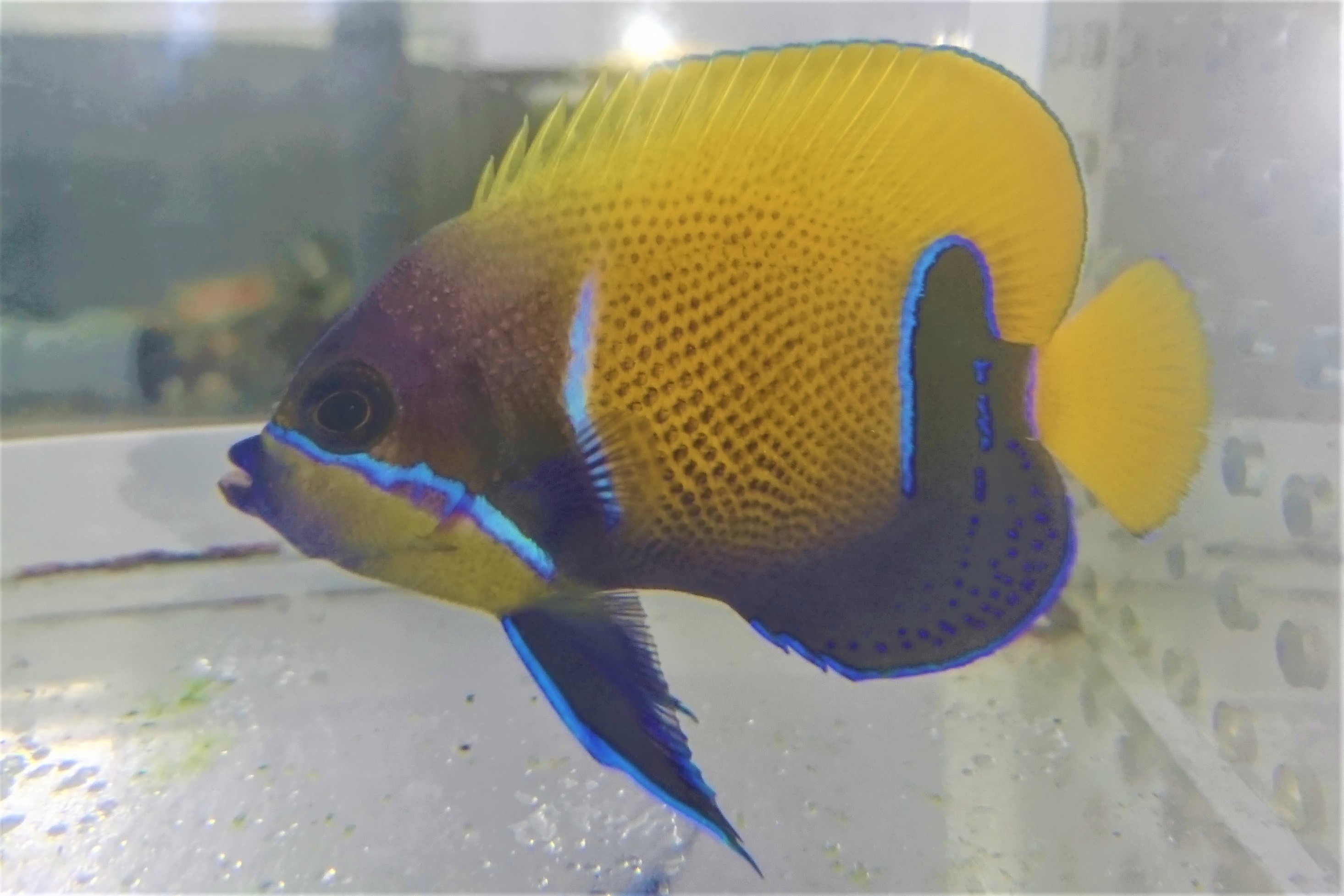 SOLDOUT　イナズマヤッコ中成魚【仕入れ個体】　※9センチ程度　※6/6入荷　※メガバイトS粒、他OK