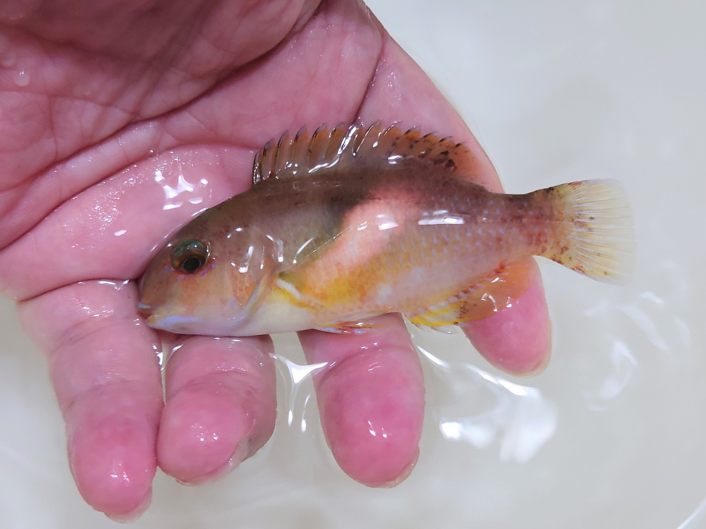 イラ幼魚【日本海ハンドコート】7センチ程度　9/6採取　