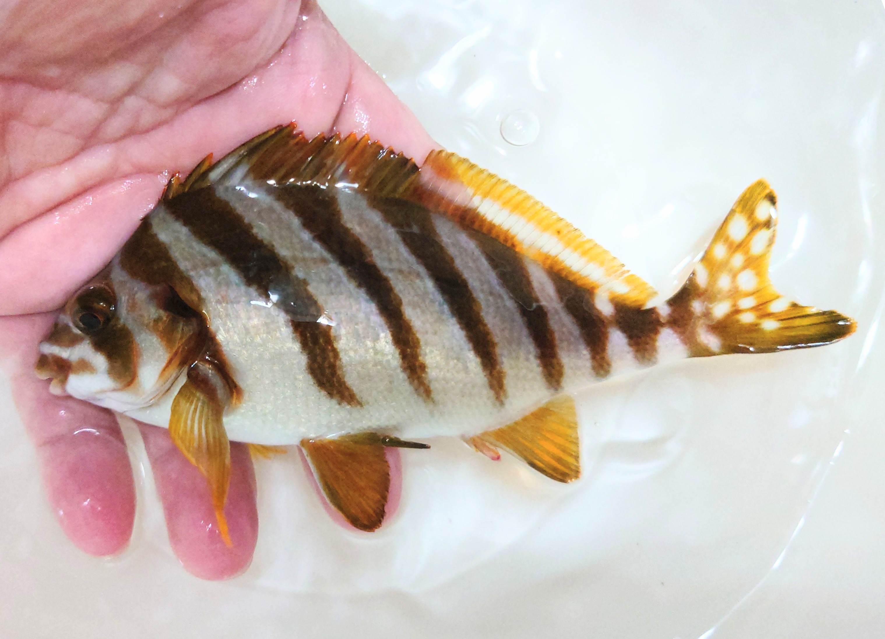 SOLDOUT　タカノハダイ若魚【青海島ハンドコート】※15～18センチ程度　複数在庫　※7/2採取