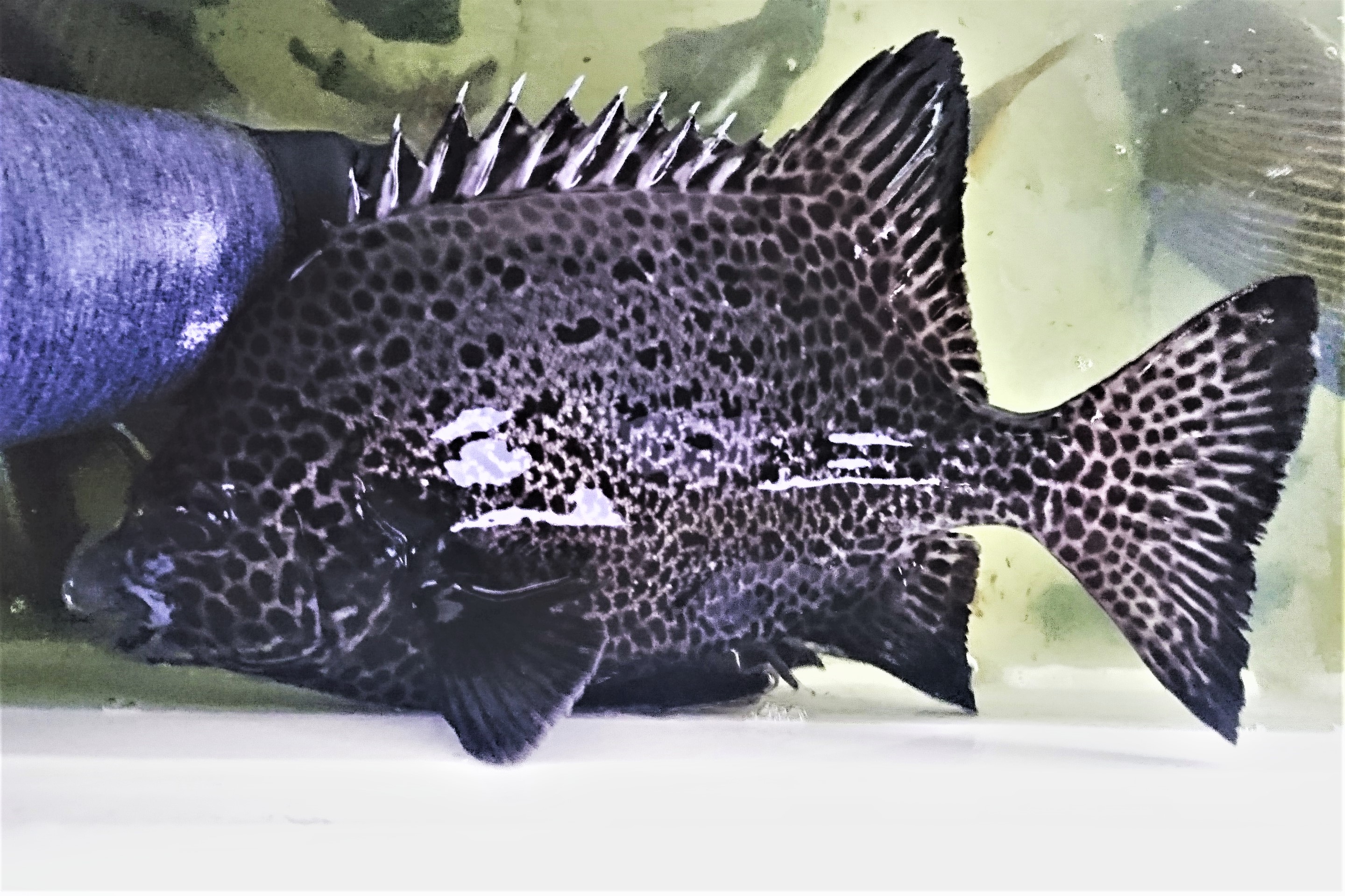 SOLDOUT　イシガキダイ成魚（クチジロ）　33センチ程度　【屋久島産ハンドコート】　※3/18採取