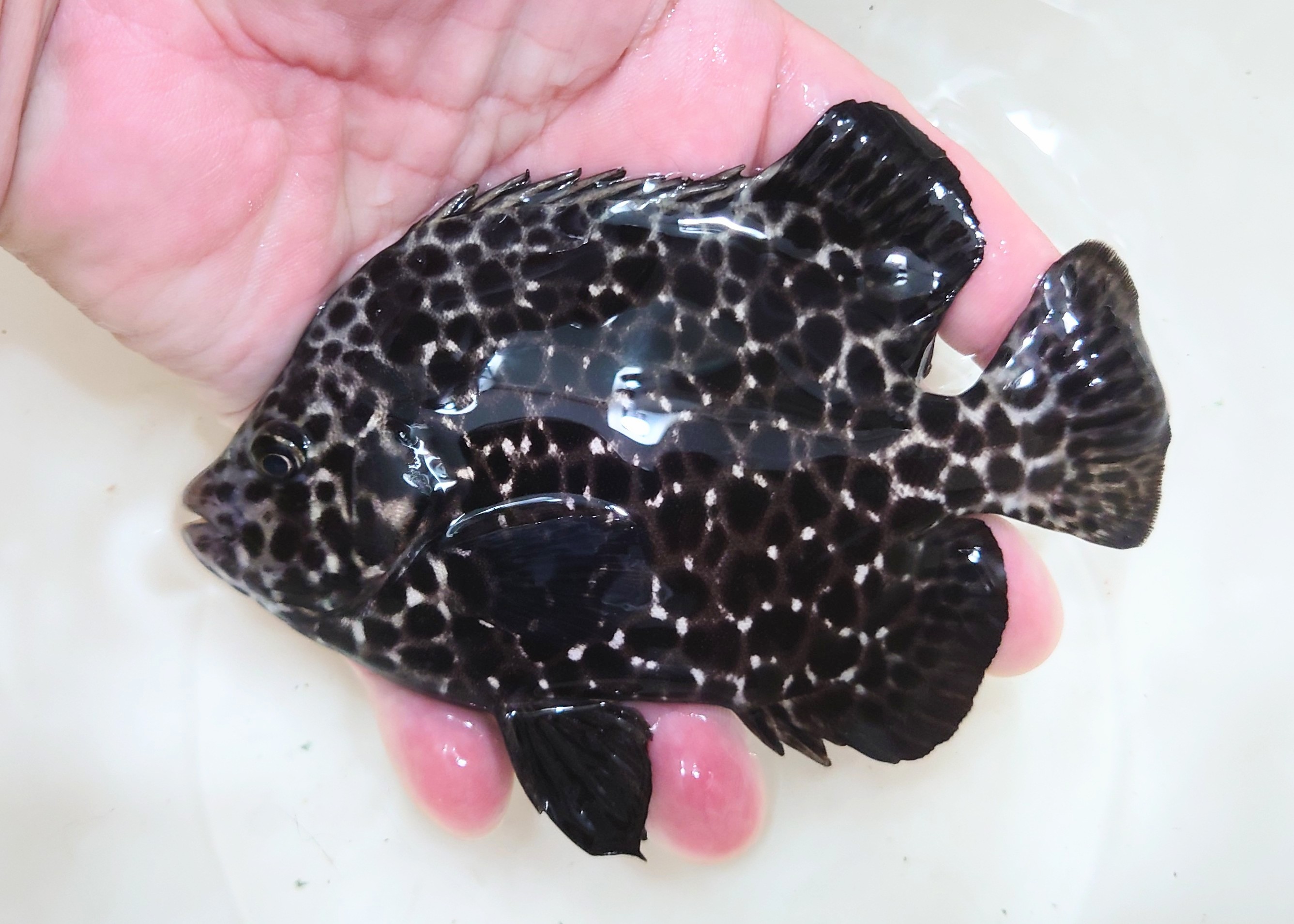 SOLDOUT　イシガキダイ幼魚　10～12センチ程度　複数在庫　【青海島ハンドコート】　※7/2採取