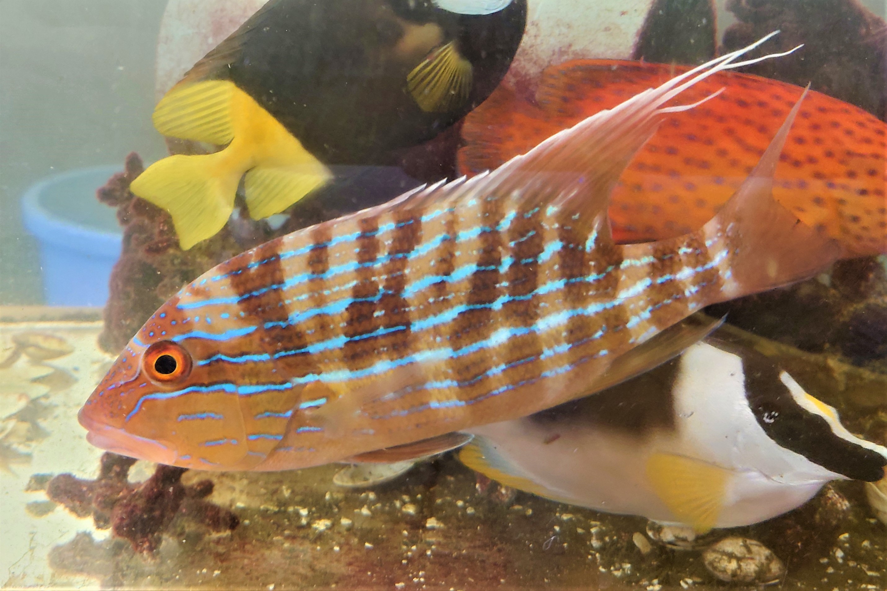 イトヒキフエダイ若魚　【バリ産仕入れ個体】　※20～25センチ程度　※2/1入荷