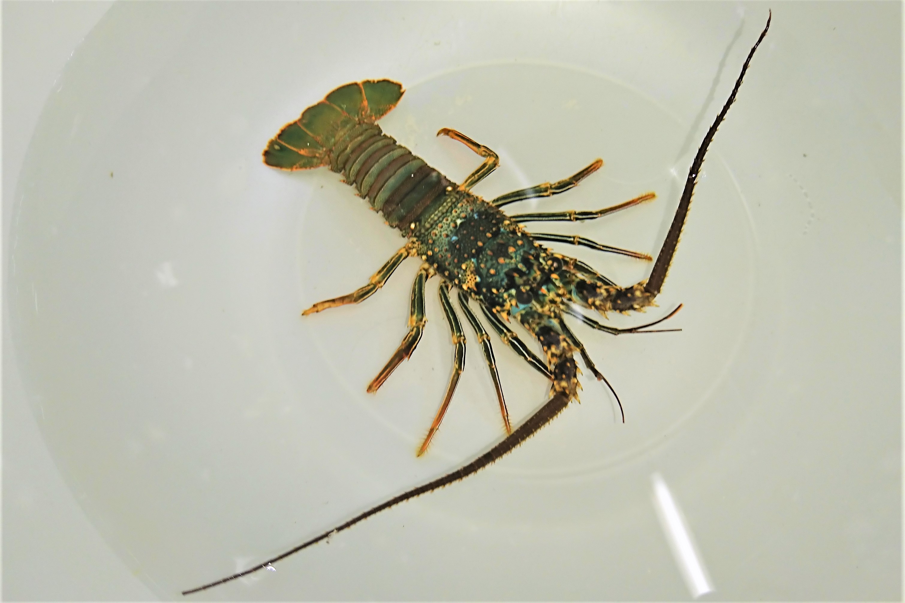 レア ケブカイセエビ幼体 海外仕入れ個体 胴長15センチ程度 12 18入荷