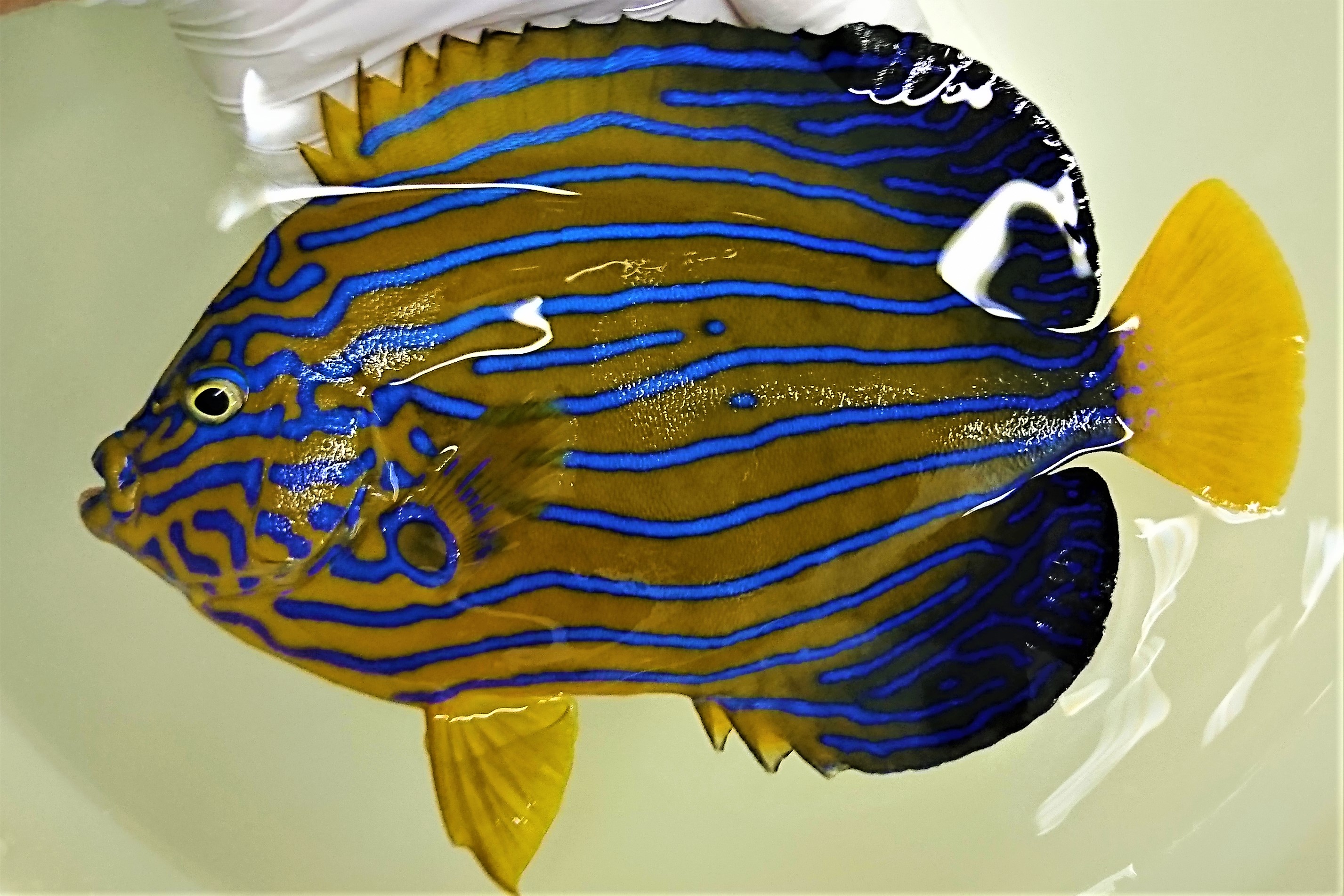 HOLD　※完璧個体　キンチャクダイ成魚E【天草産ハンドコート】　20センチ程度　※10/22採取　※粒餌、フレークOK　※商談中
