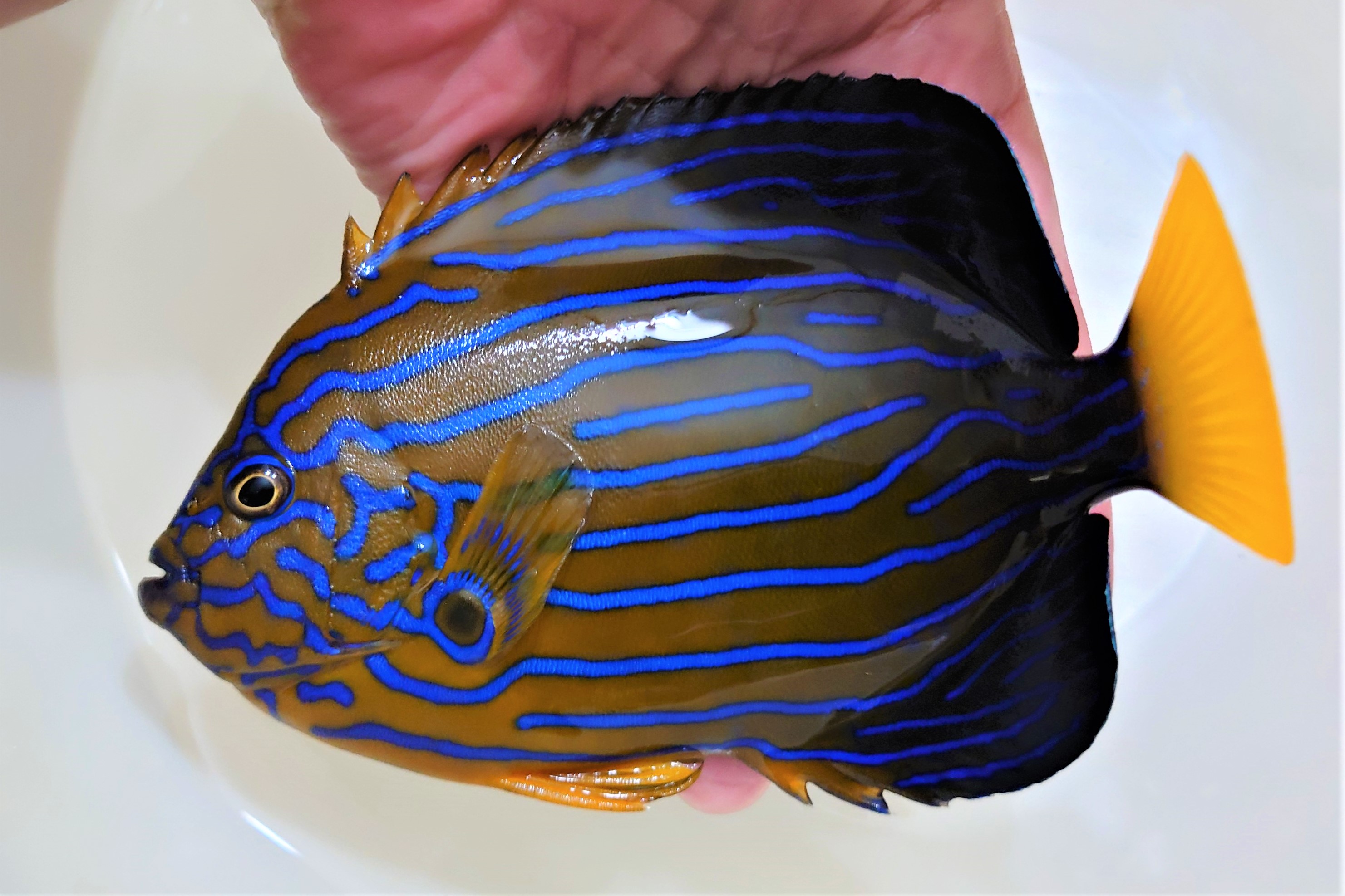 SOLDOUT※SALE　”極美”キンチャクダイ成魚　特大【日本海産ハンドコート】18～20センチ程度　※2022年9/28採取 ※各種人工飼料OK