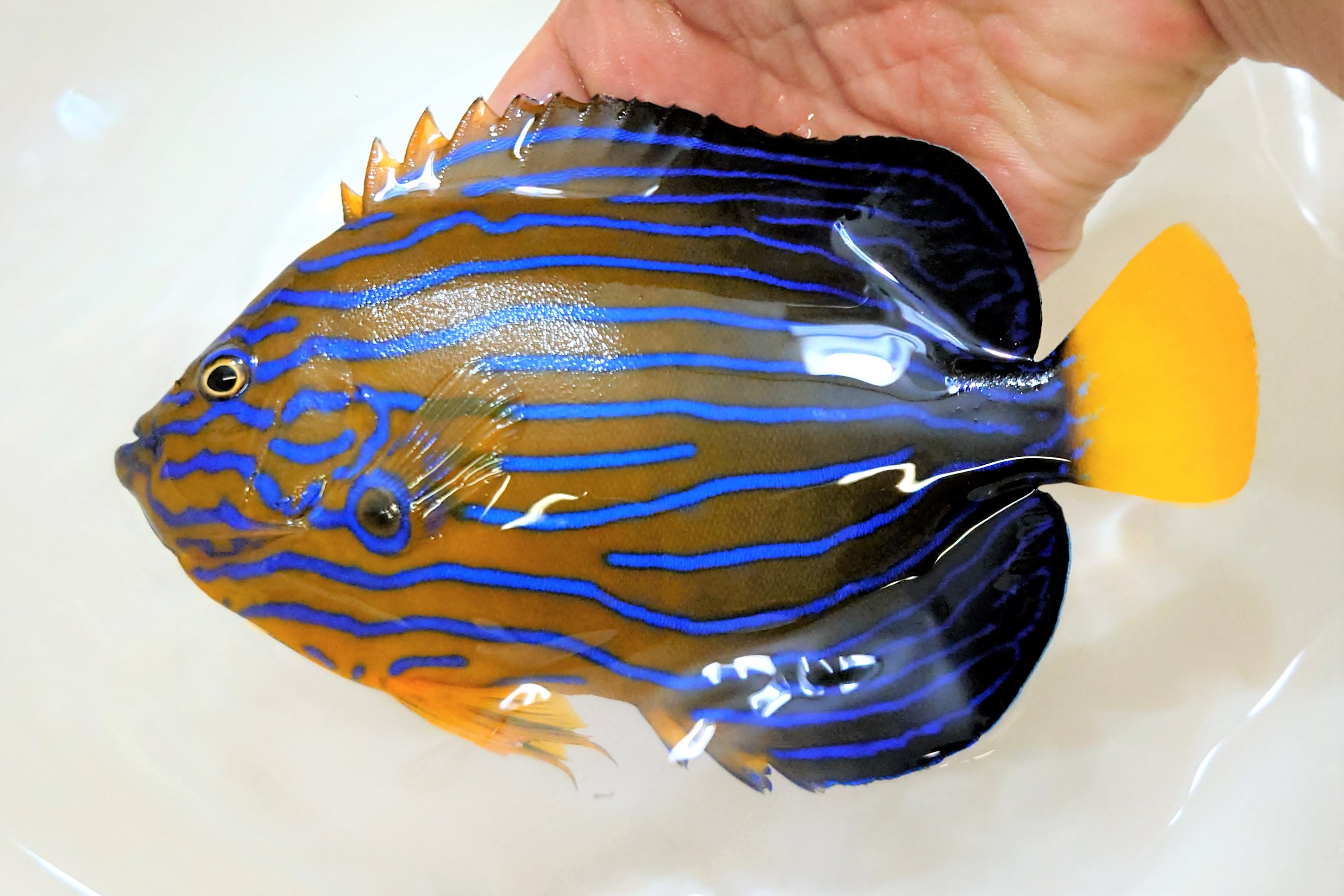 SOLDOUT”極美”キンチャクダイ成魚　特大【日本海産ハンドコート】18センチ程度　※2023年7/1出品 ※各種人工飼料OK