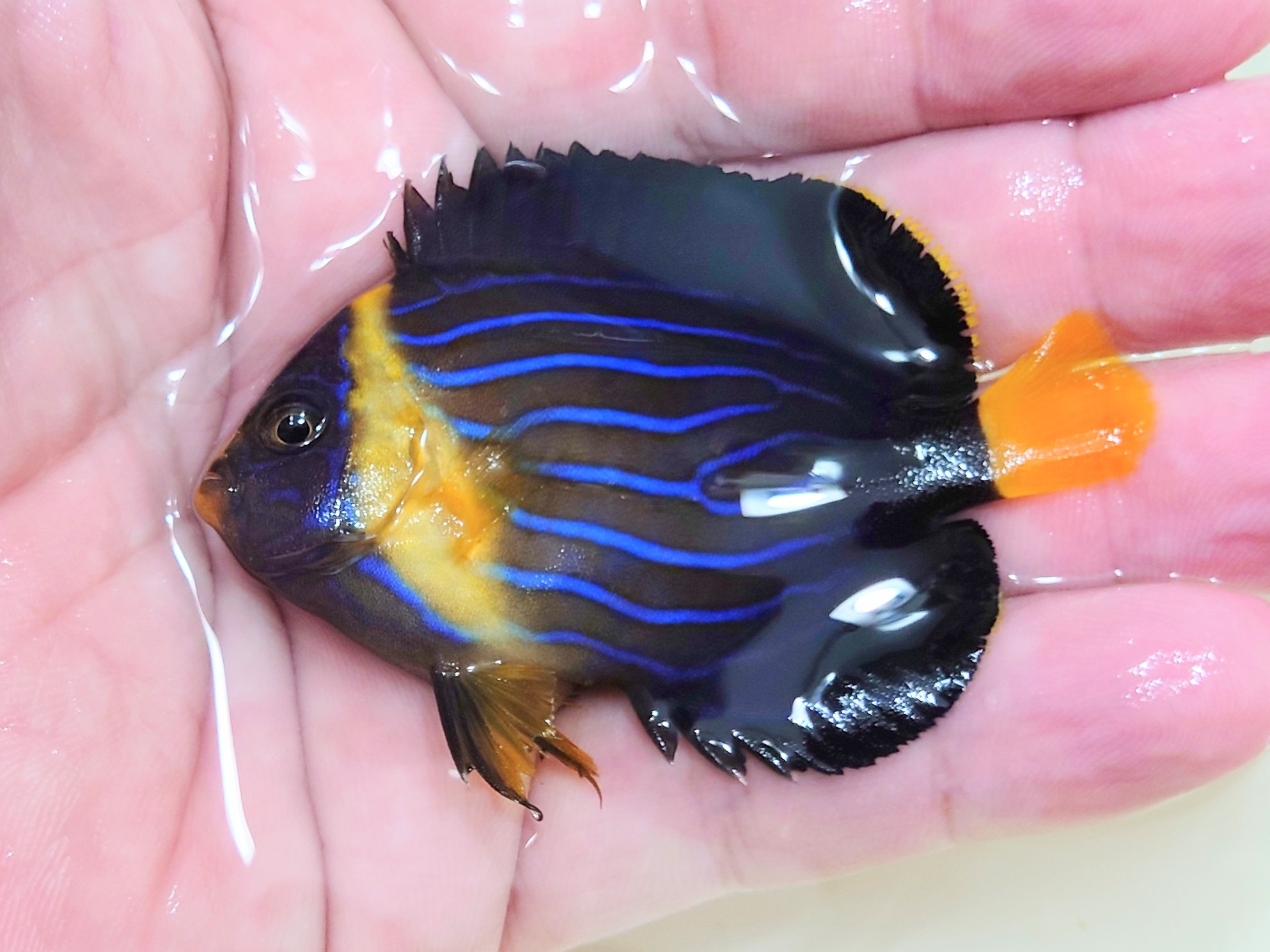 SOLDOUT　キンチャクダイ幼魚【日本海ハンドコート】　7センチ程度　10/1採取　