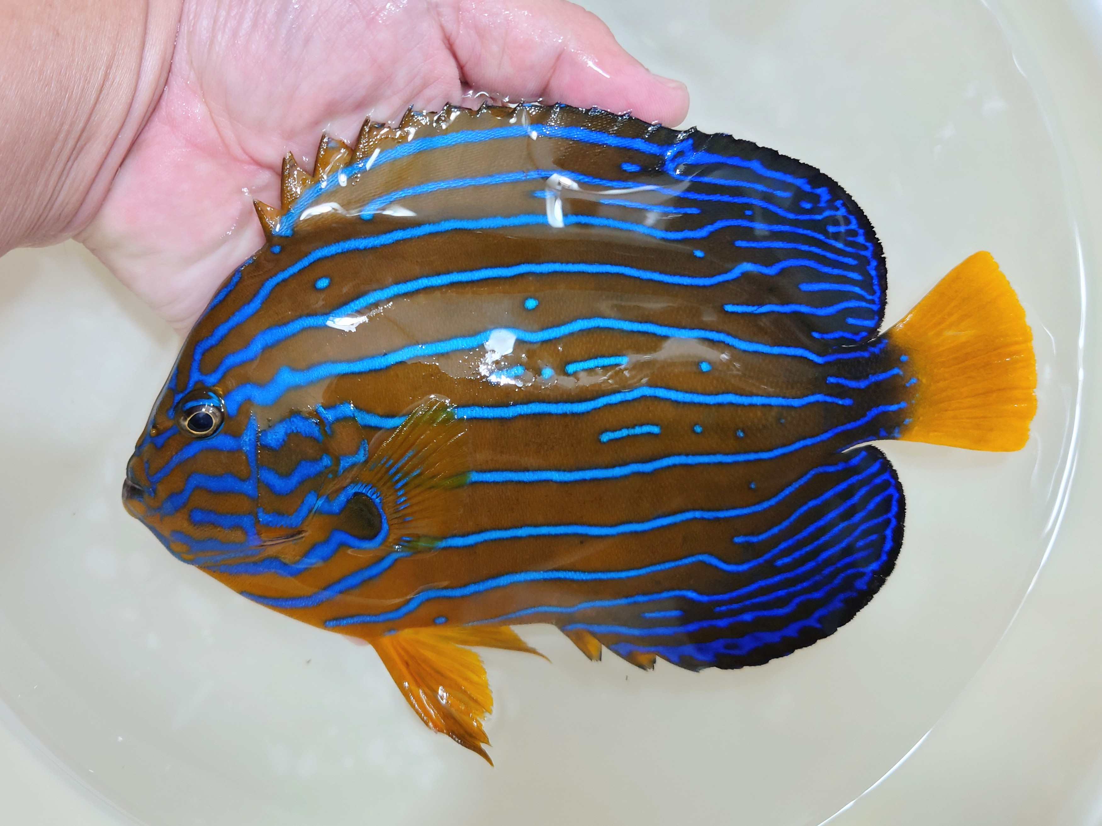 粒餌OK”極美”キンチャクダイ　特大【天草産ハンドコート】20センチ程度　10/27ハンドコート採取