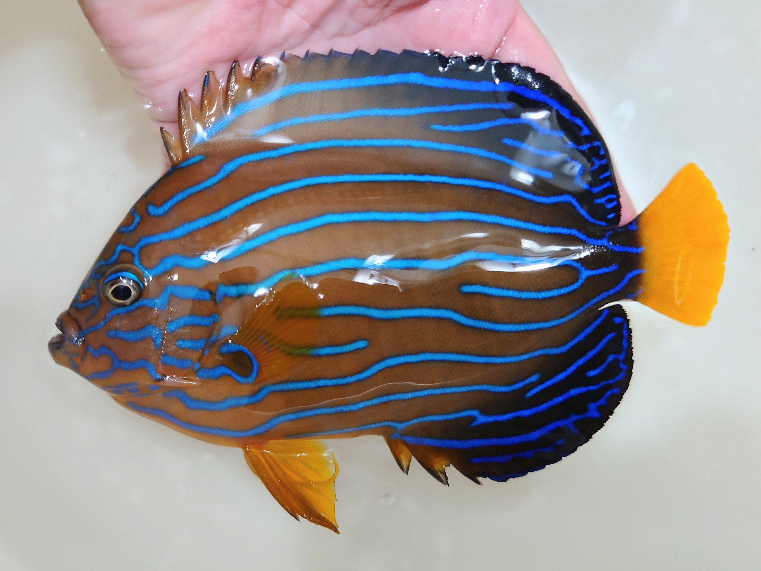 SOLDOUT　”極美”キンチャクダイ　大【天草産ハンドコート】18センチ程度　10/27ハンドコート採取