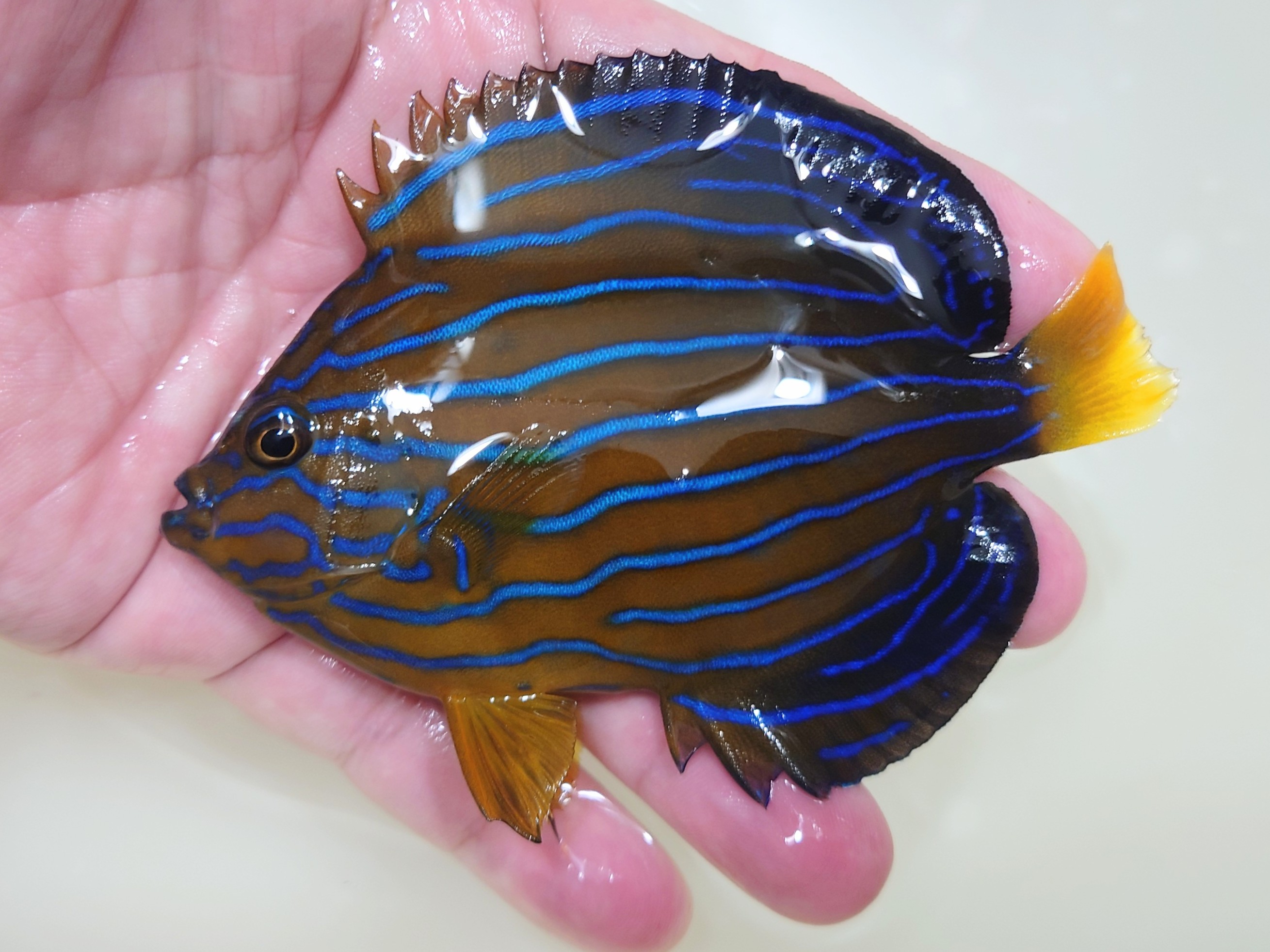 粒餌S粒OK　キンチャクダイ【日本海ハンドコート】　10センチ程度　10/13採取　