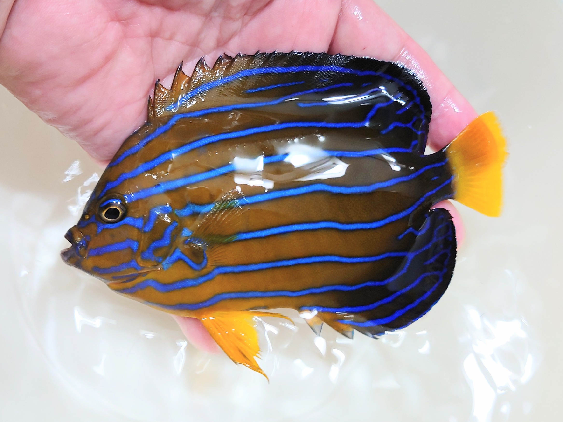 キンチャクダイ【日本海ハンドコート】A　15センチ程度　9/6採取　