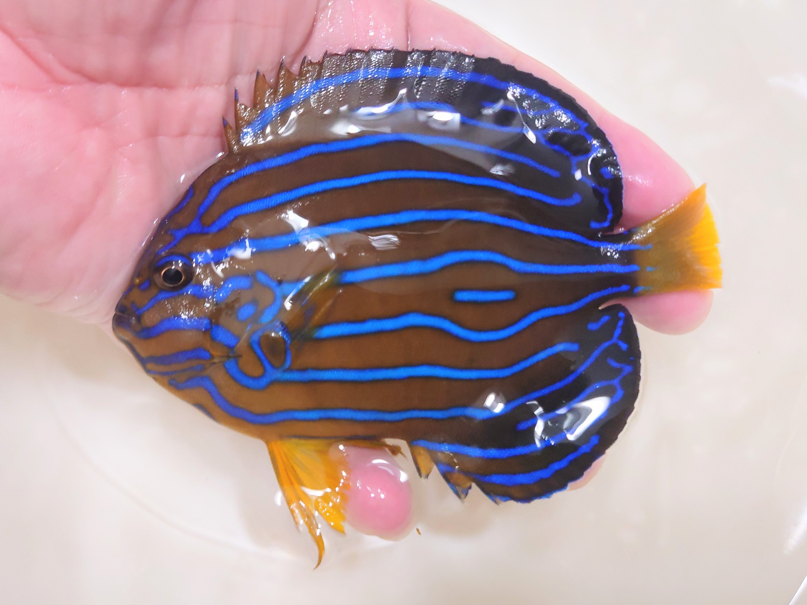 キンチャクダイ【日本海ハンドコート】H　12センチ程度　10/20採取　