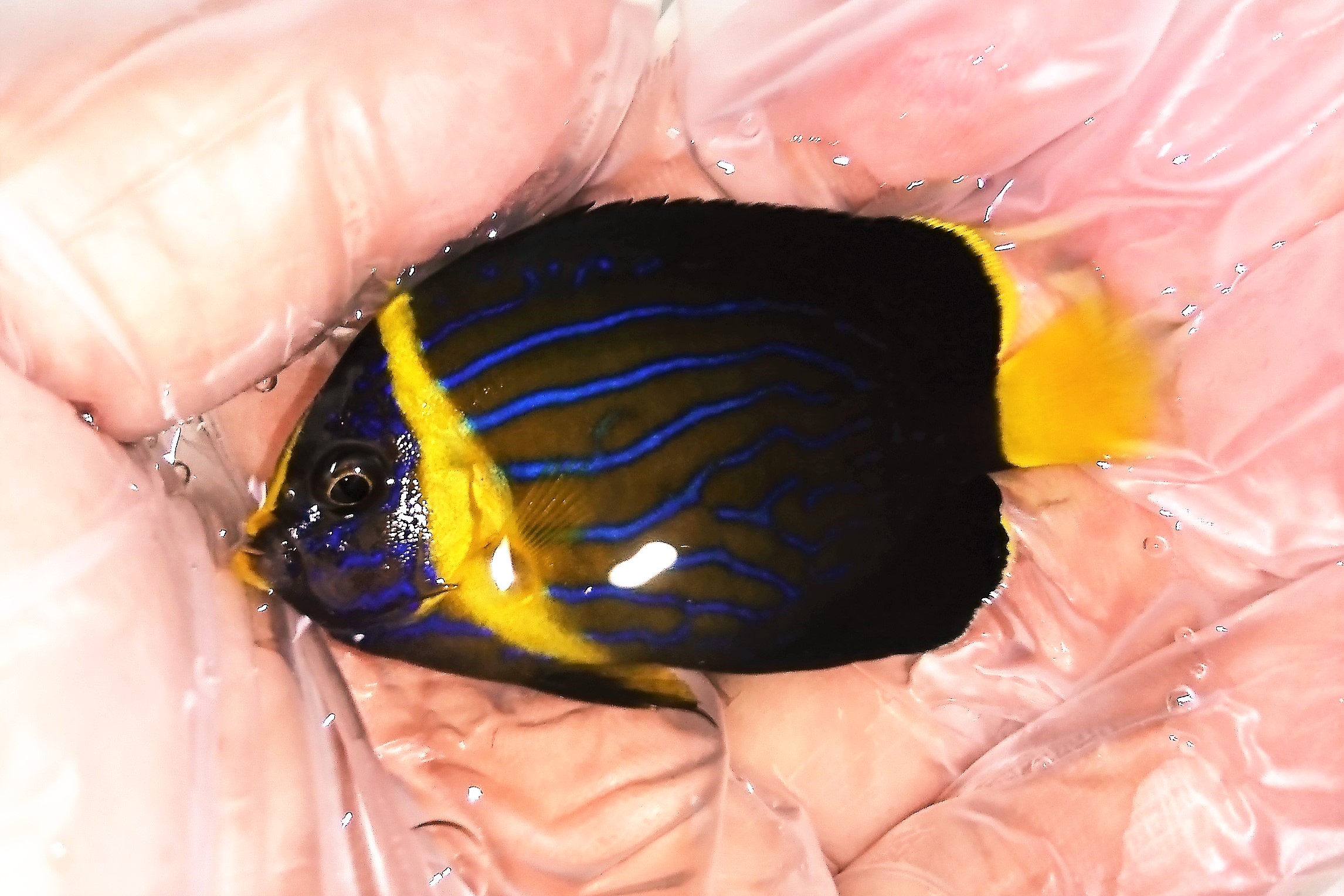 キンチャクダイ幼魚 青海島産ハンドコート 5 6センチ程度 9 入荷