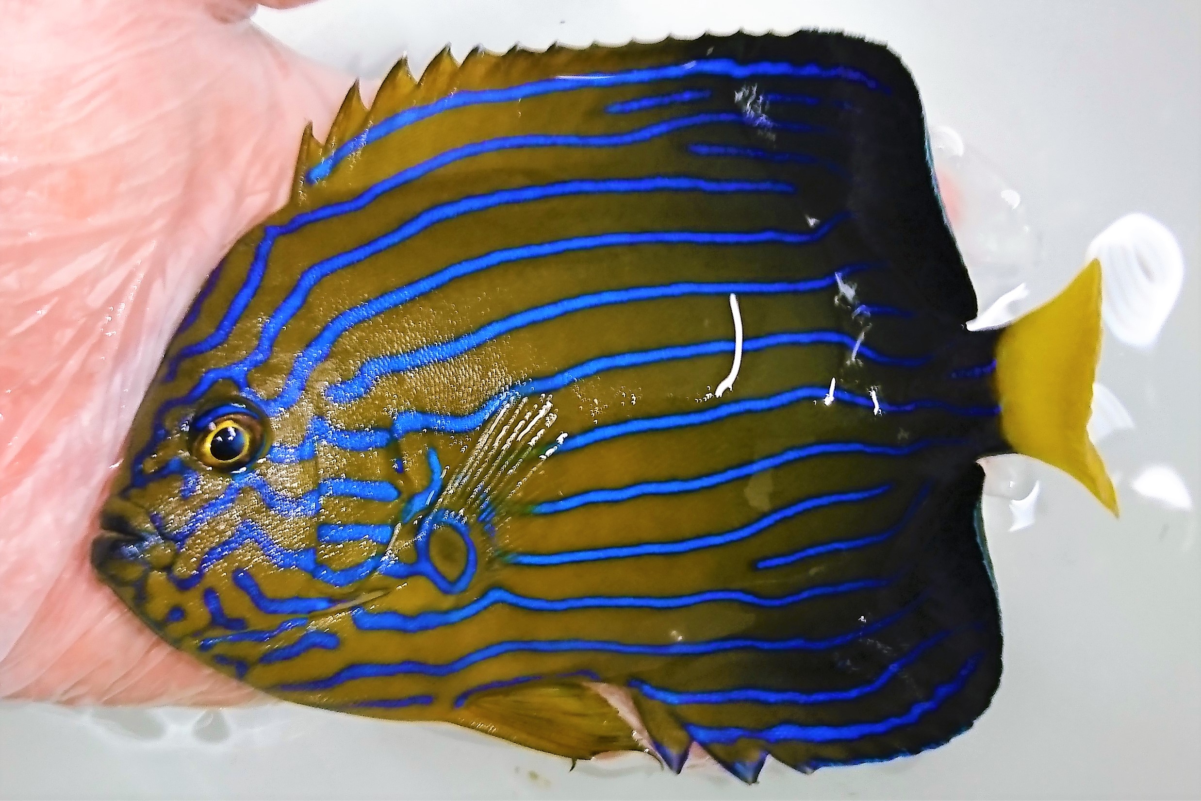 完璧個体　キンチャクダイ成魚【丹後半島産仕入れ個体】　16センチ程度　※11/12入荷　※各種人工飼料OK