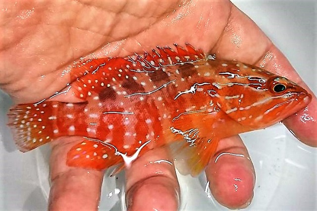 コクテンハタ幼魚　【仕入れ個体】　※9センチ程度　※12/10入荷