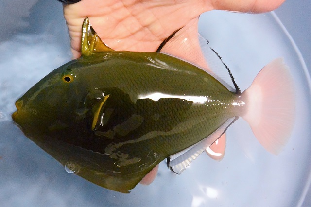 クロモンガラ成魚【屋久島産ハンドコート】※18センチ程度※5/16入荷