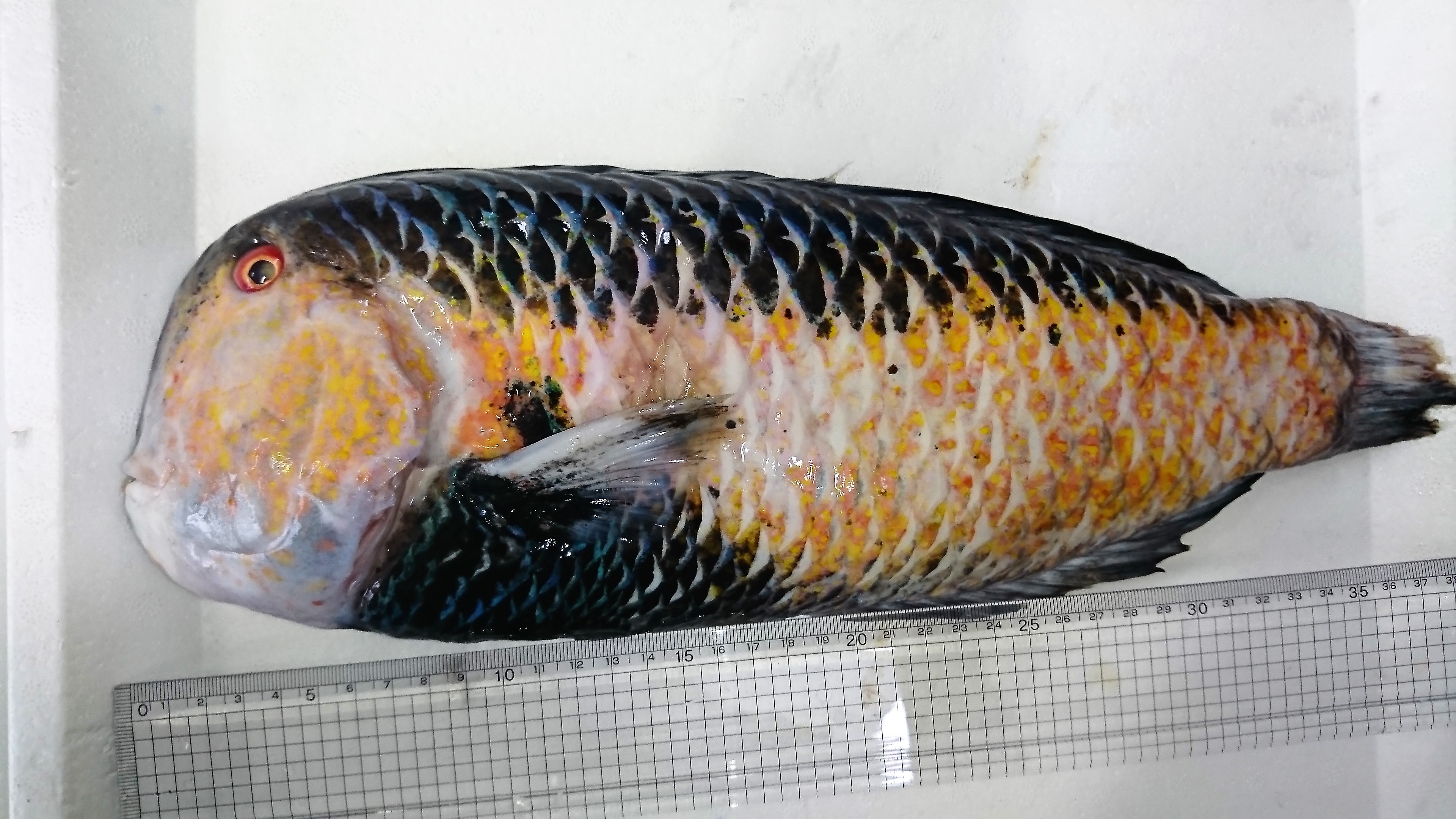 ※激レア　クロブチテンス　(ゲイシャ）凍結個体　【沖縄深場仕入れ個体】　※41センチ　1.5kg　※死着入荷の為冷凍　