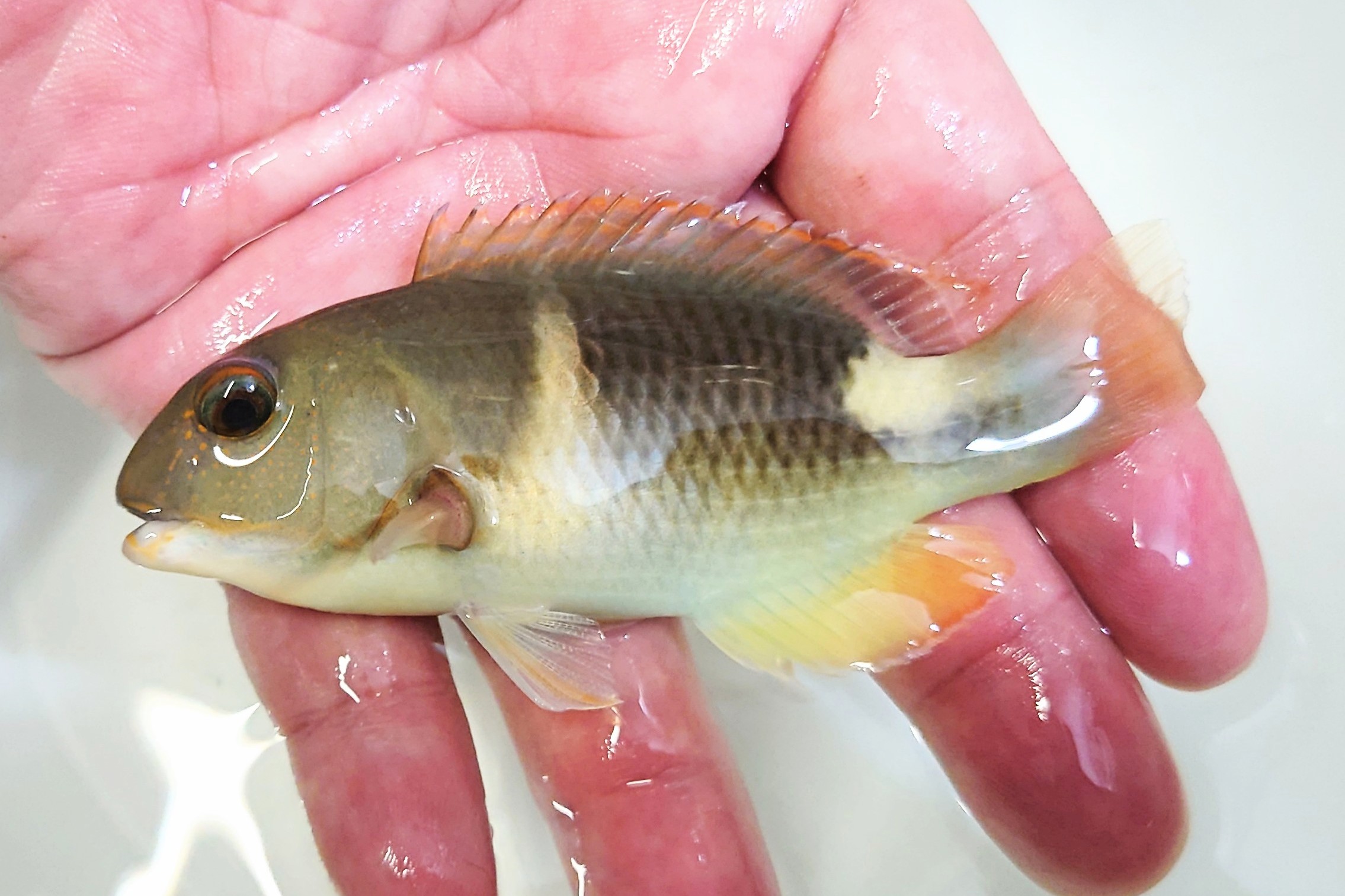 SOLDOUT●SALE　クサビベラ幼魚【海外仕入れ個体】　※10センチ程度　※10/11入荷　クリルを好みます