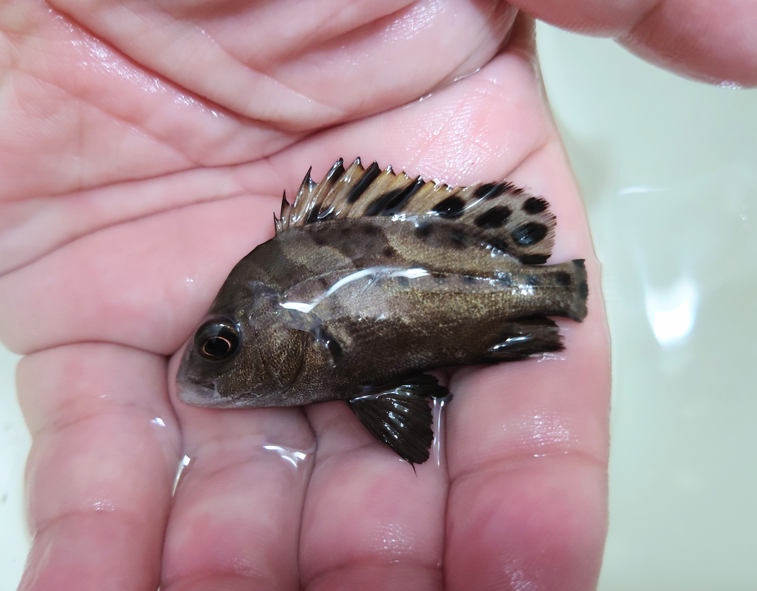 SOLDOUT コショウダイベビー【近海産】　5センチ程度　9/12入荷