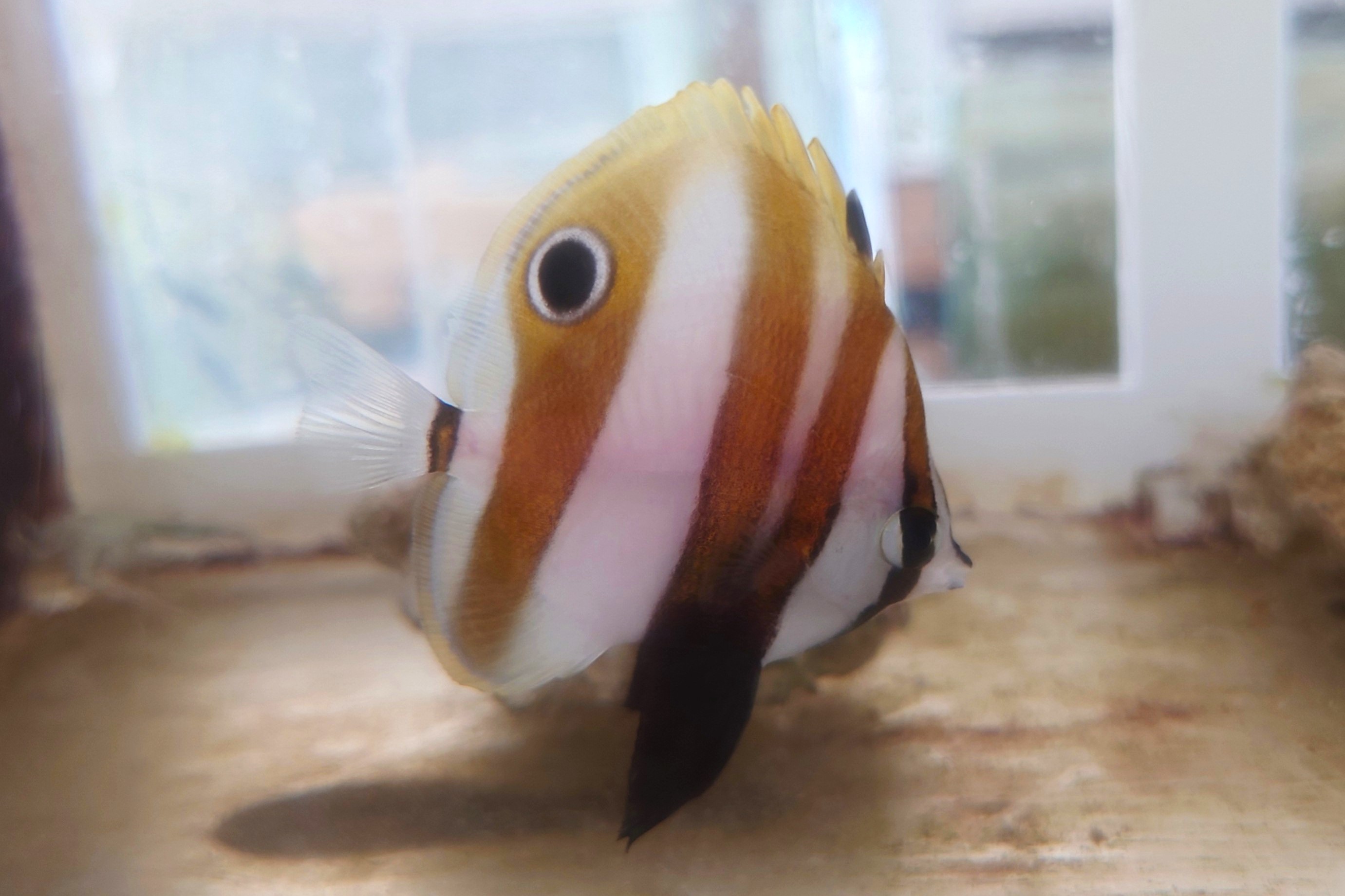 売約済　キスジゲンロクダイ幼魚　【インドネシア産】　※5センチ程度　※2/16入荷　