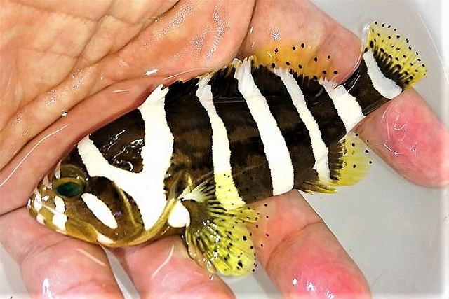 ※激レア　コクテンアオハタ幼魚【仕入れ個体】　※9センチ程度　※10/31入荷　※水深100ｍ　※売約済
