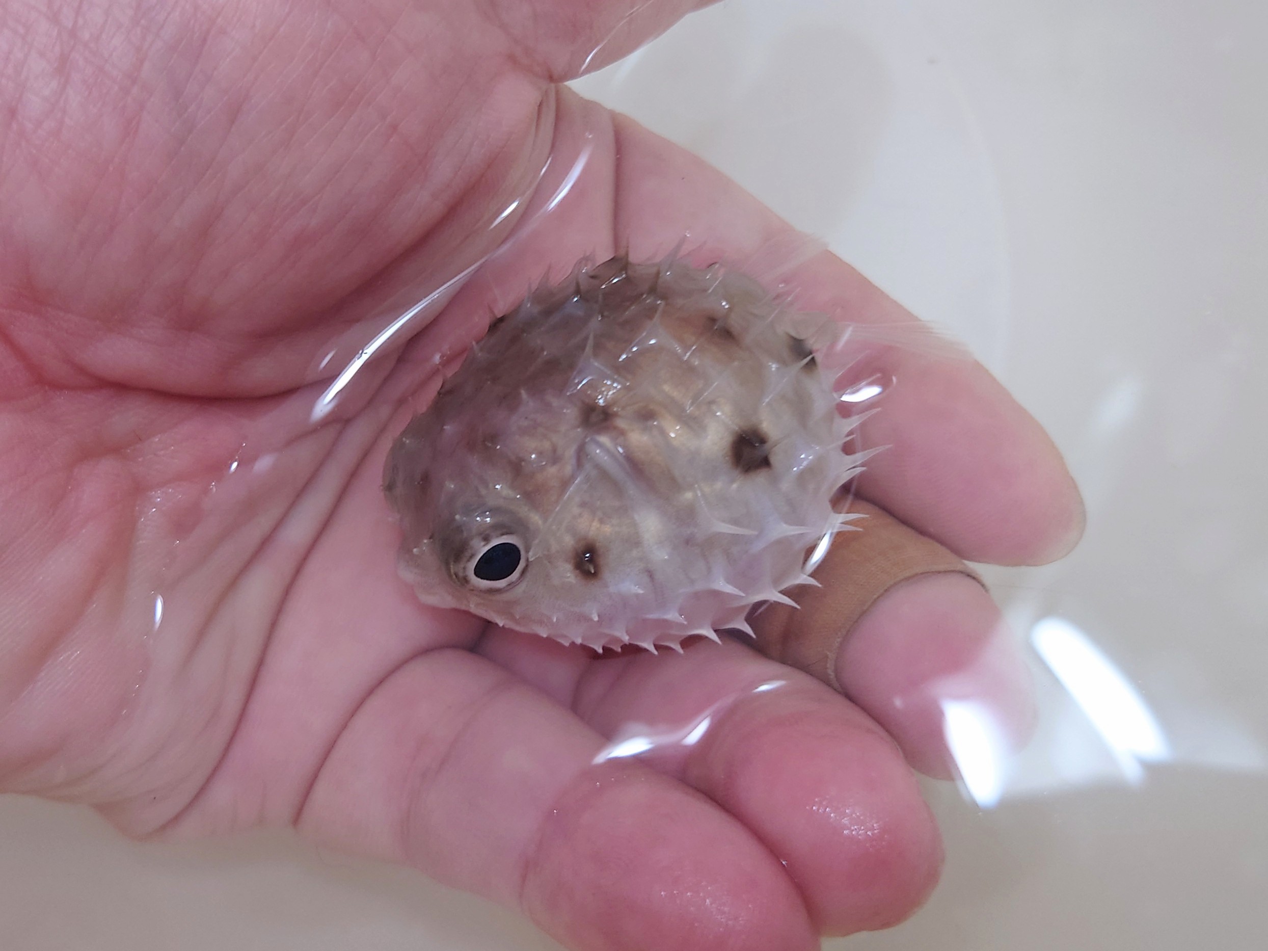 SOLDOUT　※レア　ロングスパインドポーキュパインフイッシュ幼魚　【オーストラリア産】※5センチ程度　※11月20日入荷　