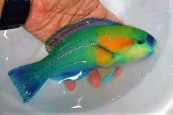 オオモンハゲブダイ【仕入れ個体】　※18センチ程度　※各種人工飼料OK　※11/29入荷