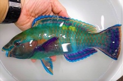 ※SALE　オビブダイ　オス若魚　【沖縄産ハンドコート】　※25センチ程度　　※12/16入荷　※粒餌等何でも食べています