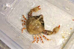フィリピン産 ツノナガコブシガニ 蟹 カニ 標本 フィリピン産 ツノナガコブシガニ 蟹 カニ 標本