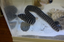 ※SALE　近海産ゼブラウツボ　全長６０センチ程度　【鹿児島産】近海産は極めてレアです　※クリルOK