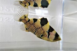 SOLDOUT　アゴハタ幼魚　【仕入れ個体】　※8センチ程度　※6/12入荷