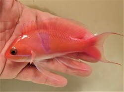 SOLDOUT　近海アカオビハナダイ　【駿河湾仕入れ個体】　※15センチ程度　※1/27入荷