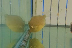 アオサハギ　幼魚　【近海産仕入れ個体】　※5センチ程度　※6/27入荷　S梱包