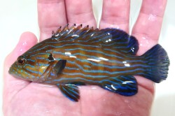 SOLDOUT●SALE　アオスジハタ幼魚【スリランカ産】　※12センチ程度　※10/11入荷　メガバイトＬ粒良く食べています