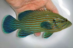 アオスジハタ中成魚【仕入れ個体】　※17センチ程度　※3/9入荷