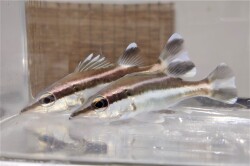 SOLDOUT　アラ幼魚　【駿河湾産仕入れ個体】18～22℃　※12～16センチ程度　※3/19入荷