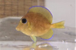 SOLDOUT　アトランティックブルータン幼魚　【カリブ海産仕入れ個体】※6センチ程度　2/26入荷