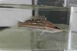 ※激レア　アズキハタベビー　【仕入れ個体】　※8センチ程度　※12/18入荷　