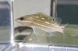 再入荷　※激レア　アズキハタベビー　【仕入れ個体】　※8センチ程度　※2/2入荷　Y様ご売約