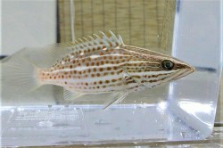 SOLD OUT　※激レア　アズキハタ幼魚　【仕入れ個体】　※12センチ程度　※10/16入荷