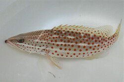 SOLDOUT　※レア　アズキハタ中成魚　【仕入れ個体】　※25センチ程度　※2/16入荷