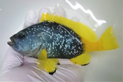 SOLDOUT　※SALE　イエローアンドブルーグルーパー　【仕入れ個体】　※15センチ程度　※4/28入荷