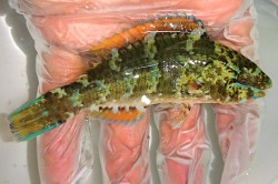 ヒブダイ幼魚　【仕入れ個体】　※10センチ程度　　※2/2入荷　※各種人工飼料OK
