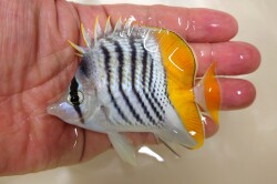 SOLDOUT●SALE  ベニオチョウチョウオ【フィジー産】※8～9センチ程度　※3/22入荷　粒餌OK